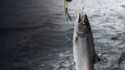 Ande Premium Monofilament Fishing Line | Publiclands